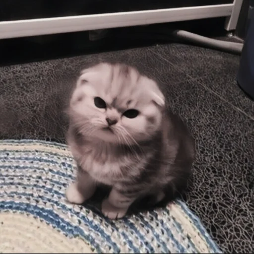 🍄 Стикер «cutecat^^» для Telegram