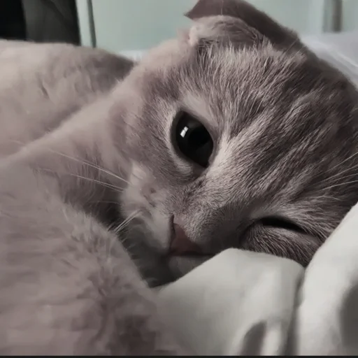 🍄 Стикер «cutecat^^» для Telegram