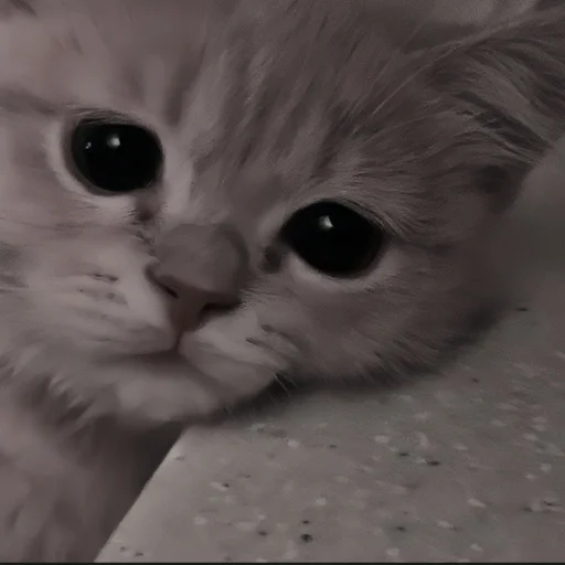 🍄 Стикер «cutecat^^» для Telegram
