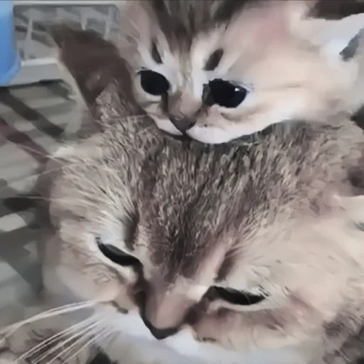🍄 Стикер «cutecat^^» для Telegram