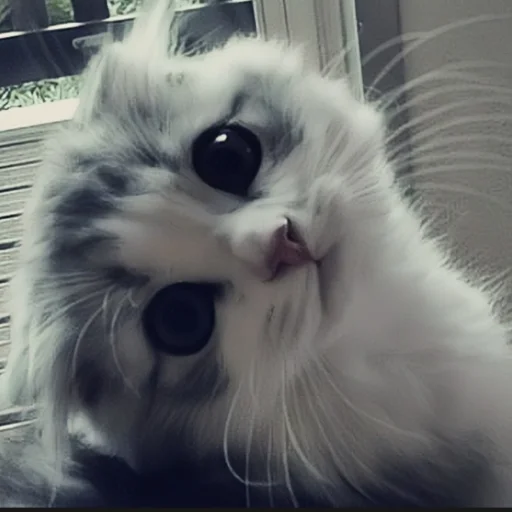 🍄 Стикер «cutecat^^» для Telegram