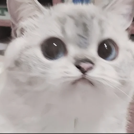 🍄 Стикер «cutecat^^» для Telegram