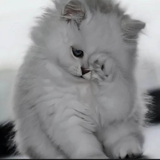 🍄 Стикер «cutecat^^» для Telegram