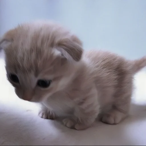 🍄 Стикер «cutecat^^» для Telegram