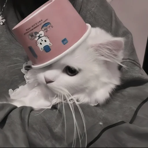 🍄 Стикер «cutecat^^» для Telegram
