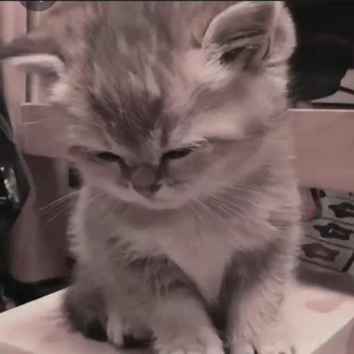 🍄 Стикер «cutecat^^» для Telegram