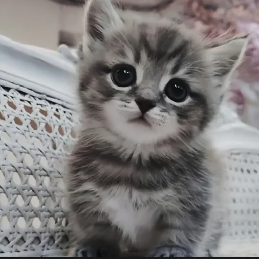 🍄 Стикер «cutecat^^» для Telegram