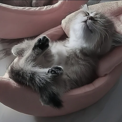 🍄 Стикер «cutecat^^» для Telegram