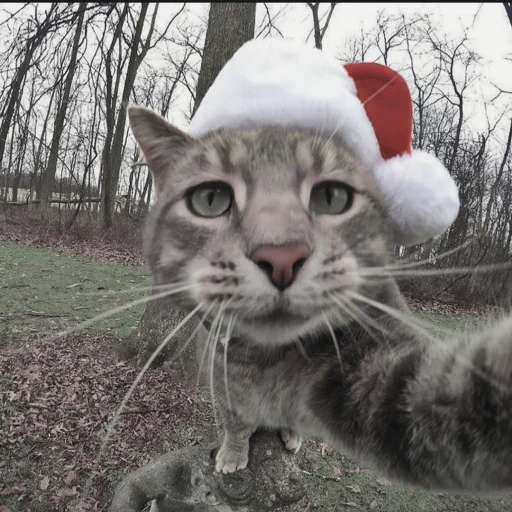 🍄 Стикер «cutecat^^» для Telegram