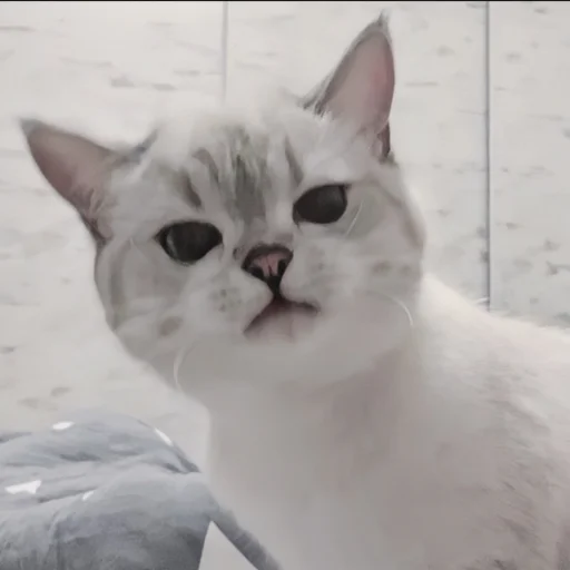 🍄 Стикер «cutecat^^» для Telegram