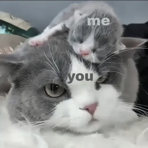 🍄 Стикер «cutecat^^» для Telegram