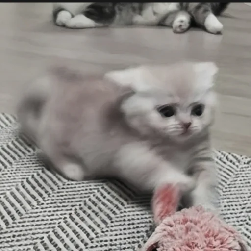 🍄 Стикер «cutecat^^» для Telegram