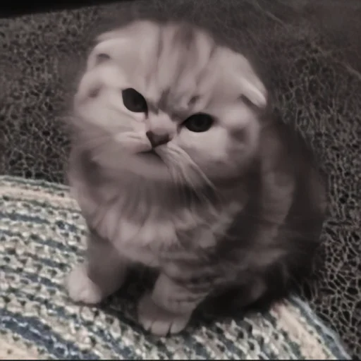 🍄 Стикер «cutecat^^» для Telegram