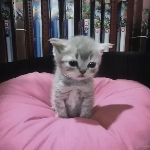 🍄 Стикер «cutecat^^» для Telegram