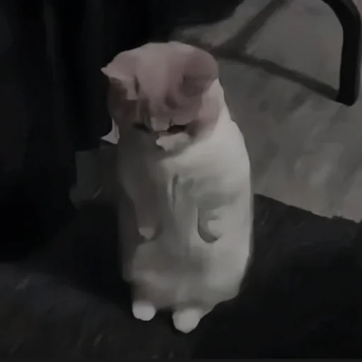 🍄 Стикер «cutecat^^» для Telegram