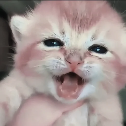 🍄 Стикер «cutecat^^» для Telegram