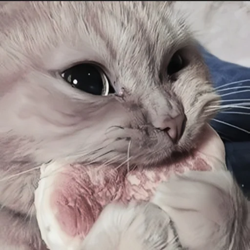 🍄 Стикер «cutecat^^» для Telegram