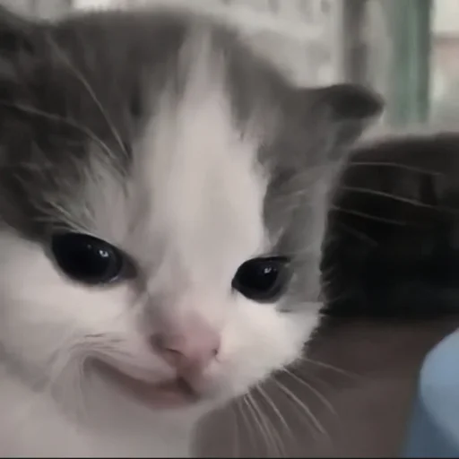 🍄 Стикер «cutecat^^» для Telegram
