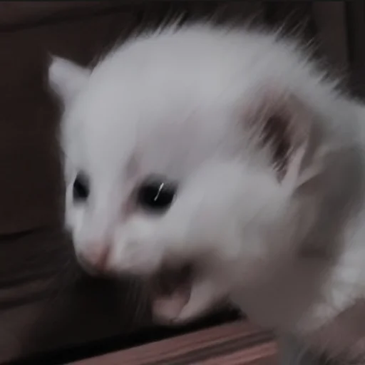 🍄 Стикер «cutecat^^» для Telegram