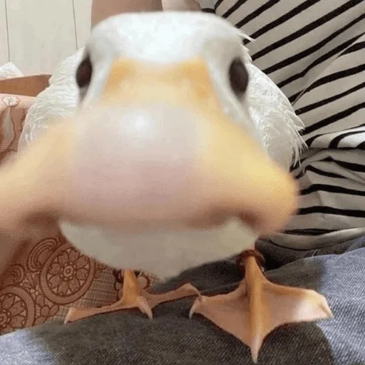 🦆 Стикер «Catzzz!» для Telegram
