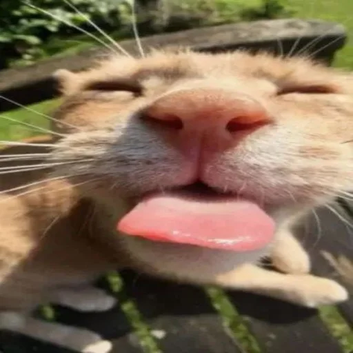 😛 Стикер «Catzzz!» для Telegram