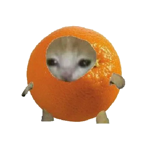 🍊 Стикер «Catzzz!» для Telegram