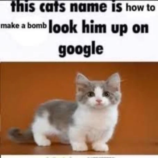 💣 Стикер «Catzzz!» для Telegram