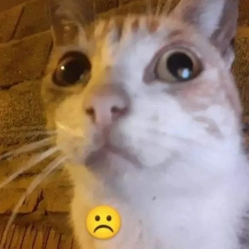 ☹️ Стикер «Catzzz!» для Telegram
