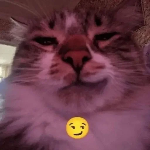 😏 Стикер «Catzzz!» для Telegram
