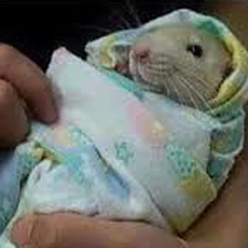 👶 Стикер «Cute Copies» для Telegram