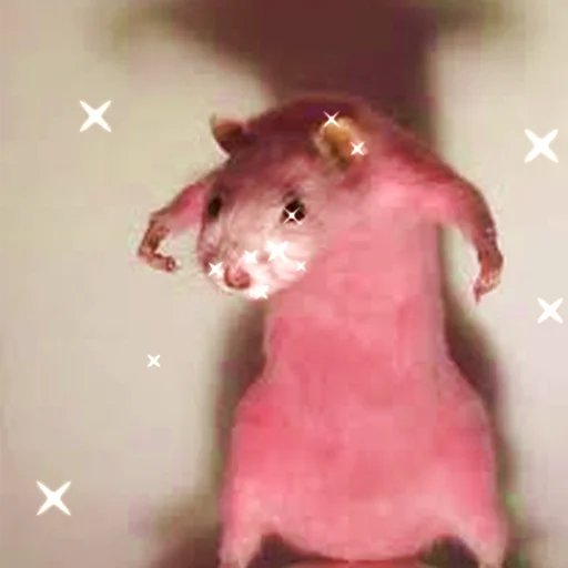 💅 Стикер «Cute Copies» для Telegram