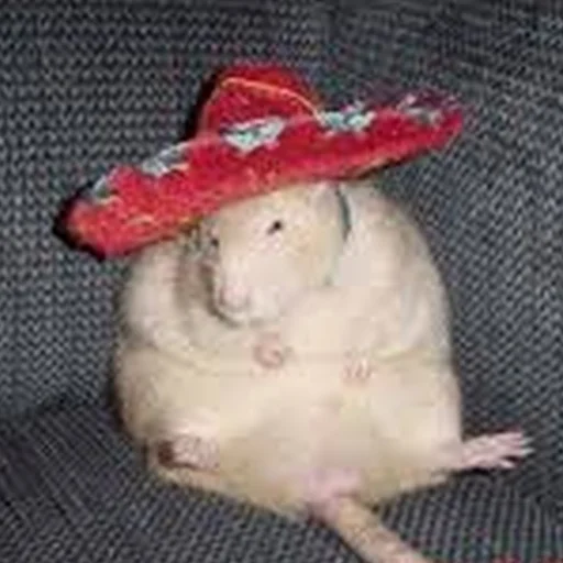 🇲🇽 Стикер «Cute Copies» для Telegram