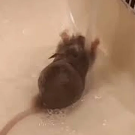 🚿 Стикер «Cute Copies» для Telegram