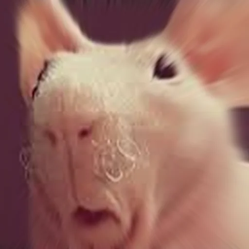 😦 Стикер «Cute Copies» для Telegram