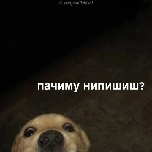 👀 Стикер «cute dogs meme» для Telegram