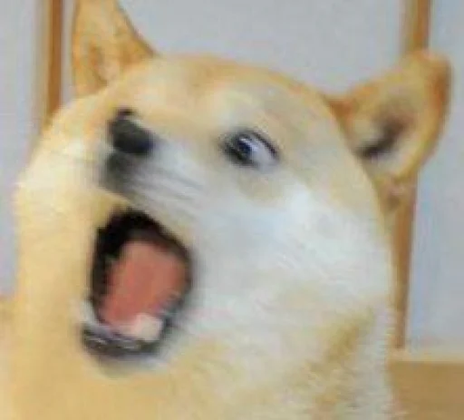 😲 Стикер «cute dogs meme» для Telegram