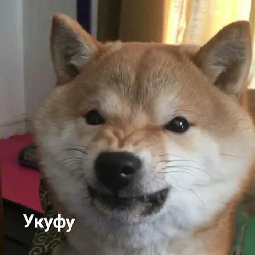 😤 Стикер «cute dogs meme» для Telegram