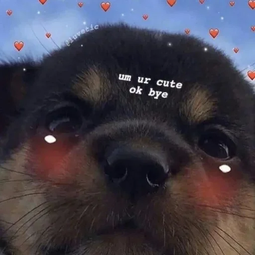 🥰 Стикер «cute dogs meme» для Telegram