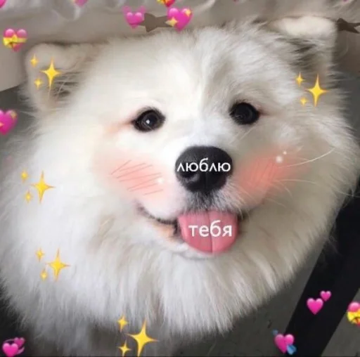 ❤️ Стикер «cute dogs meme» для Telegram