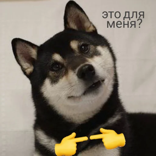 🌚 Стикер «cute dogs meme» для Telegram