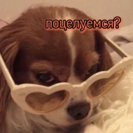 😏 Стикер «cute dogs meme» для Telegram
