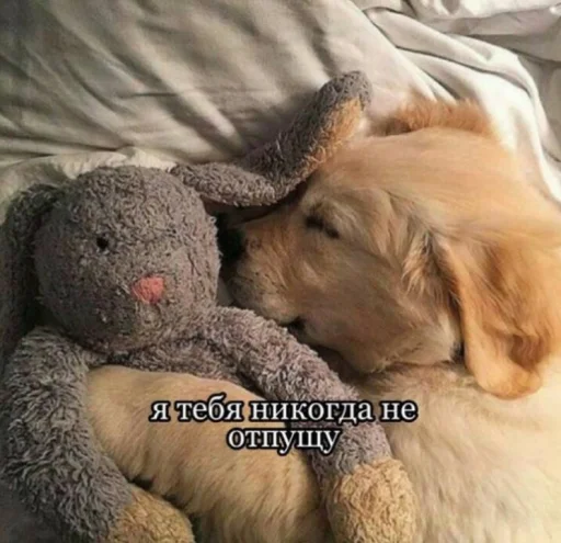🫂 Стикер «cute dogs meme» для Telegram