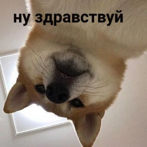 🙃 Стикер «cute dogs meme» для Telegram