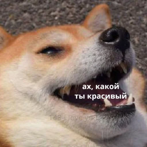 🤤 Стикер «cute dogs meme» для Telegram