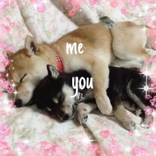 💞 Стикер «cute dogs meme» для Telegram