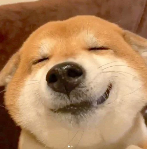 🤤 Стикер «cute dogs meme» для Telegram