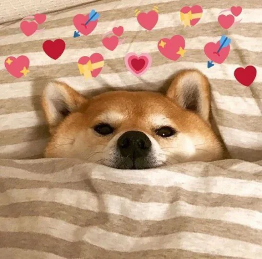 ❤️ Стикер «cute dogs meme» для Telegram