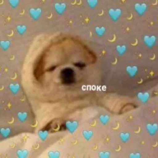 💤 Стикер «cute dogs meme» для Telegram