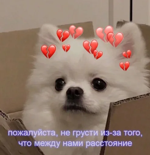 🥺 Стикер «cute dogs meme» для Telegram