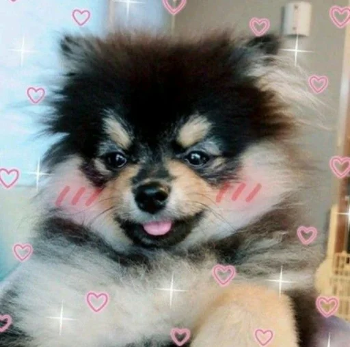 🥰 Стикер «cute dogs meme» для Telegram